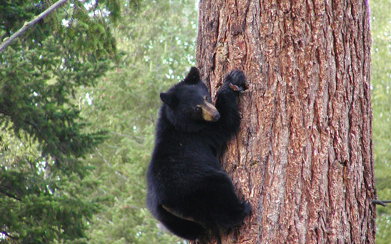 Wildlife in Estes Park